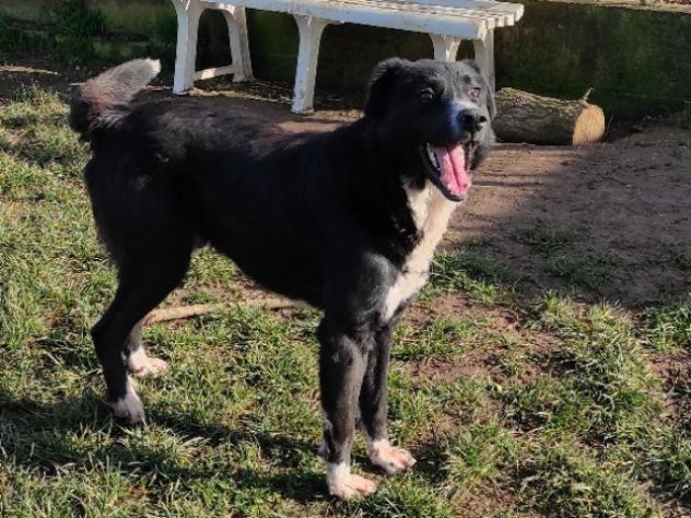 BENNY DOLCE E RISERVATO CAGNOLINO IN ADOZIONE - Foto 8