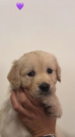 Cuccioli Golden Retriever - Foto 4