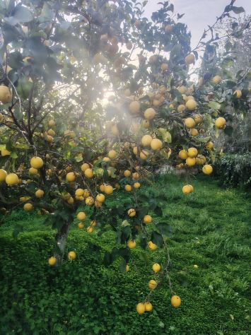 Limoni Biologici - Foto 2