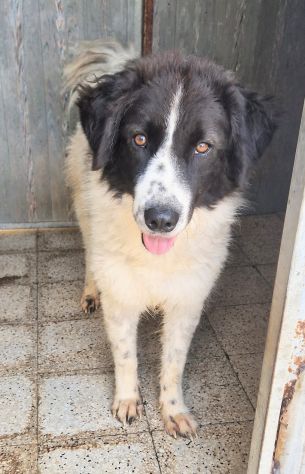 MARGOT,MERITA UNA MERAVIGLIOSA ADOZIONE! - Foto 8