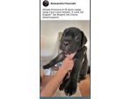 Cuccioli di cane corso