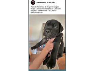 Cuccioli di cane corso