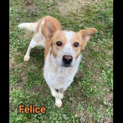 FELICE, 16 chili di dolcezza. CANE IN ADOZIONE