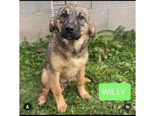 WILLY E MOCKY TENERI E COCCOLONI CUCCIOLI IN ADOZIONE