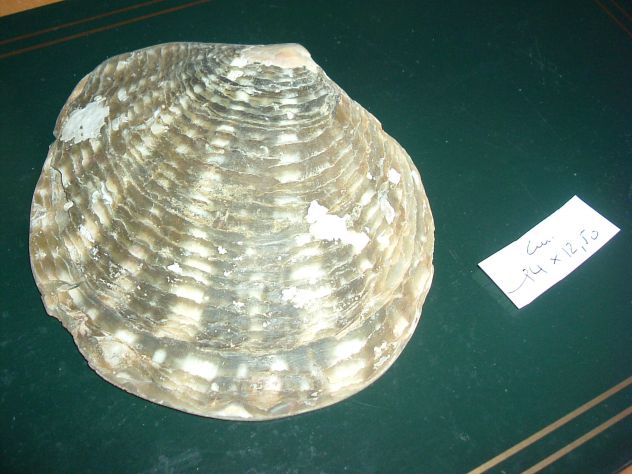 CONCHIGLIE di mare (1) - Foto 2