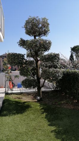 giardiniere manutenzione del verde &amp; potatura alberi - Foto 4