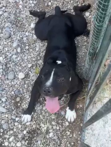 Amstaff/Bully 3anni SFIGATO 4ABBANDONI,IN BOX H 24!MANTOVA URGENTEEEE - Foto 9