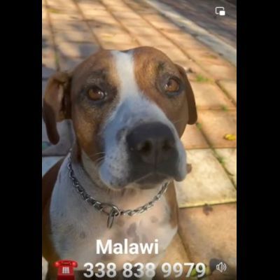 MALAWI, ADORABILE CAGNOLINA IN ADOZIONE - Foto 2
