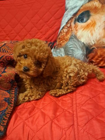 BELLISSIMI CUCCIOLI DI BARBONCINI RED TOY - Foto 4