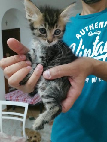 Micetto dolcissimo - Foto 6