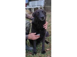 ALBERTO lupetto in miniatura, socievole, curioso, cane in adozione