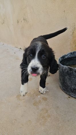 Martina: cucciola taglia contenuta - Foto 4