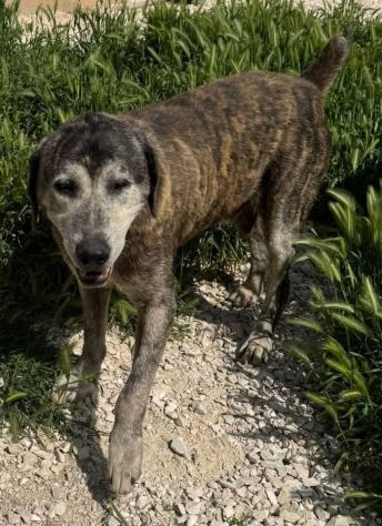 UGO 12 ANNI