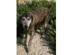 UGO 12 ANNI