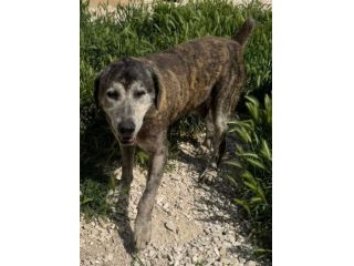 UGO 12 ANNI