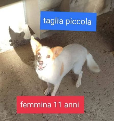 Princy simil volpina da sempre in canile