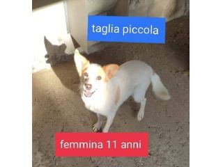 Princy simil volpina da sempre in canile