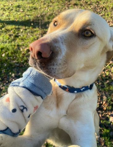 Lily 2 anni mix labrador - Foto 4