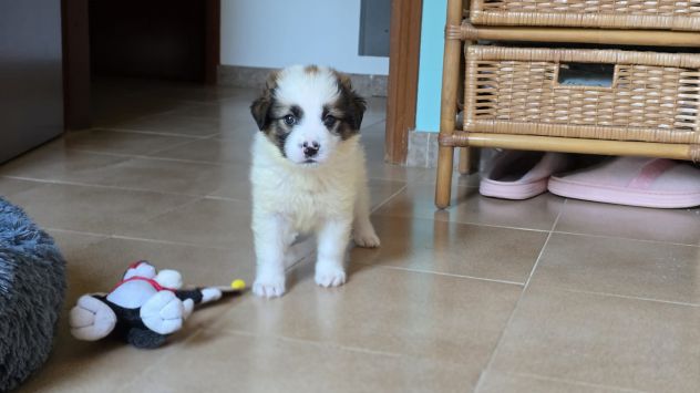 Poldo cucciolo taglia medio piccola 12 kg - Foto 3