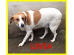 LIVIA, UN PO' SPAVENTATA MA BUONA, DA SEMPRE IN CANILE CERCA CASA