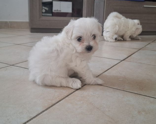 Cuccioli maltese
