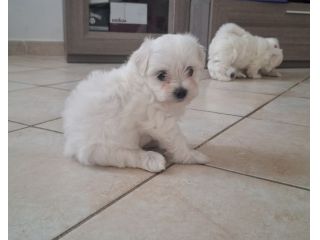 Cuccioli maltese