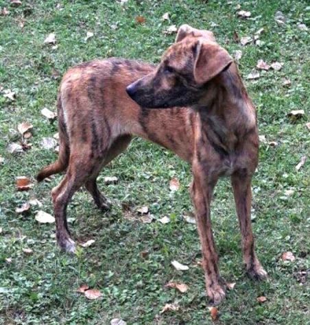 TIGRA, adorabile cagnolina - Foto 6