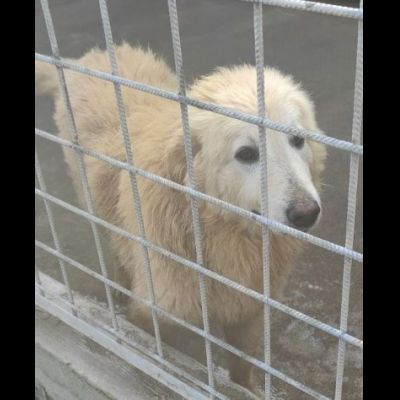 DUCCIO GIOVANE CAGNOLINO IN ADOZIONE - Foto 10