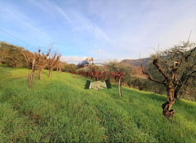 Bagnoregio (Civita di Bagnoregio) - Vendesi casale da ristrutturare con terreno in un bel contesto di campagna. - Foto 8