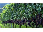 Vigneti di "ALTA LANGA" e ... ma ...
