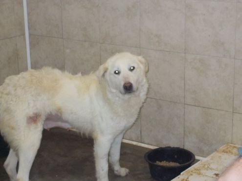 BLANCO E BLANCA, due cuori grandi URGENTE! - Foto 4