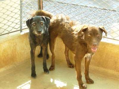 LUCE E GRIFFO, due cuori d 'amare - Foto 2