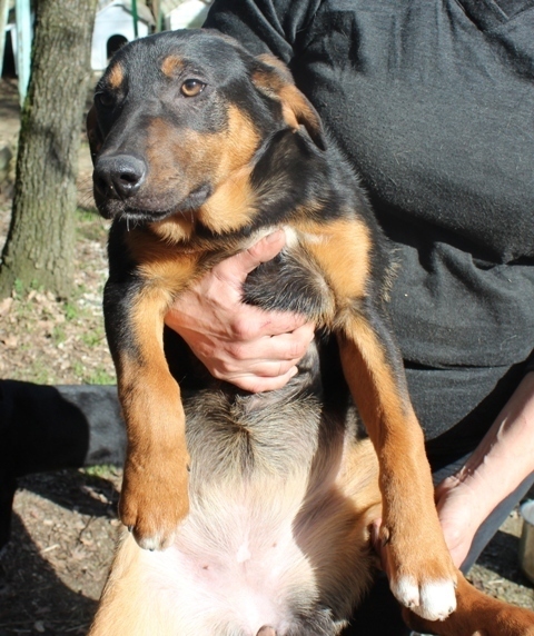 MARILYN, splendida cucciolona - Foto 2