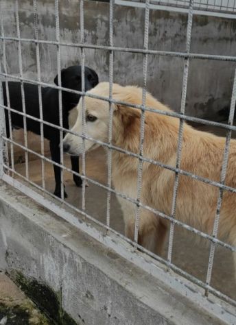 DUCCIO GIOVANE CAGNOLINO IN ADOZIONE - Foto 7