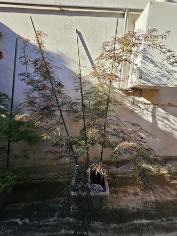Acer Palmatum dissectum Garnet rosso Anguillara Sabazia