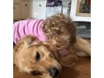 Chiara cerca una babysitter - lavoro da babysitter a Firenze