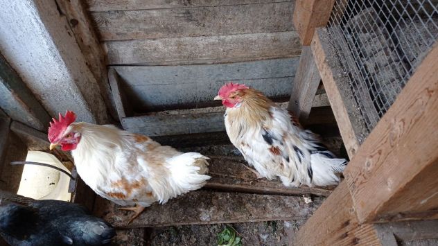 Gallo giovane di 7  mesi  piumaggio  rosso