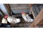 Gallo giovane di 7  mesi  piumaggio  rosso