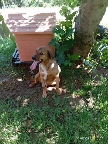 BULLO CONCENTRATO DI TENEREZZA, CANE IN ADOZIONE - Foto 4