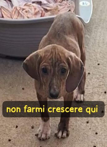 MIELE 3 MESI TAGLIA MEDIA ORA E’ IN CANILE