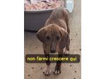 MIELE 3 MESI TAGLIA MEDIA ORA E’ IN CANILE