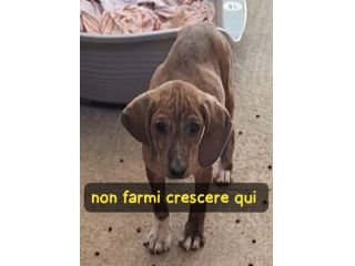 MIELE 3 MESI TAGLIA MEDIA ORA E’ IN CANILE