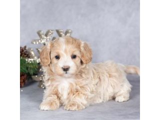 maltipoo cuccioli