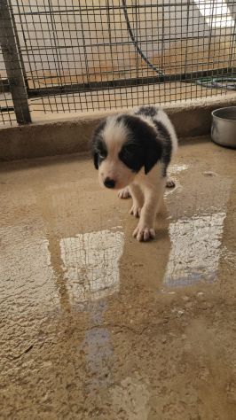 Rino: 2 mesi taglia contenuta - Foto 6