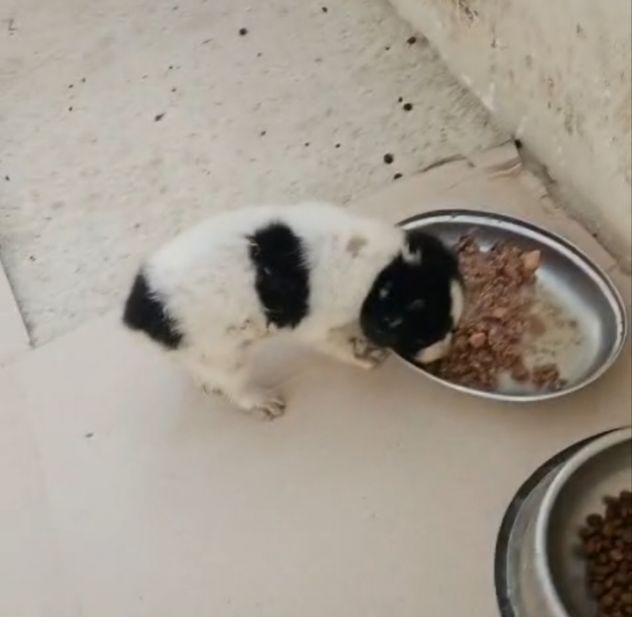 Luisa: 2 mesi taglia contenuta - Foto 2