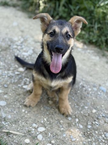 VIKY, buffissima cucciola ZAMPACORTA! Tg MEDIO PICCOLA - Foto 5