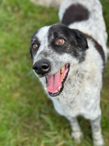 ESCAPE cacciatore di abbracci, CANE IN ADOZIONE - Foto 3