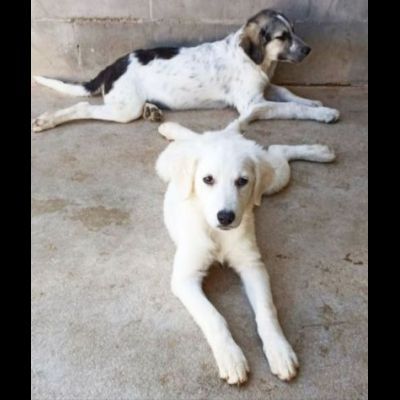 SMILLA GIOVANE CAGNOLINA IN ADOZIONE - Foto 3