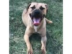 OTIS VIVACE ALLEGRO, MENDICA CAREZZE CANE IN ADOZIONE