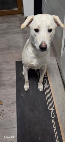 GIGI, 1 ANNO (25/04/25), ADOTTATO MESI FA E RIPORTATO IN CANILE SENZA SCRUPOLI - Foto 2